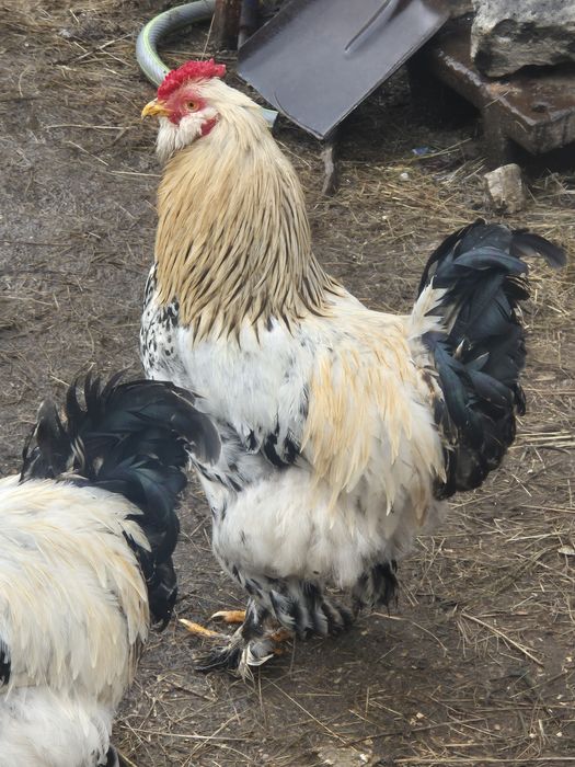 Cocoși  tineri 2025