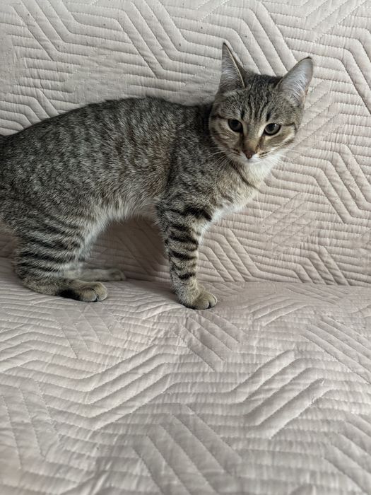 Отдам котенка в добрые руки