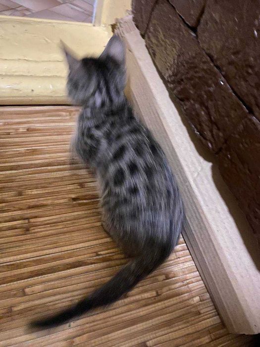 редкий черный бенгальский котенок