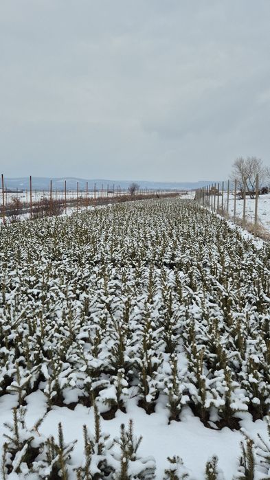 Puieti specia  Molid