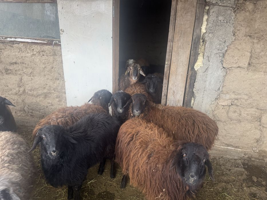 Семыз токты сатылады