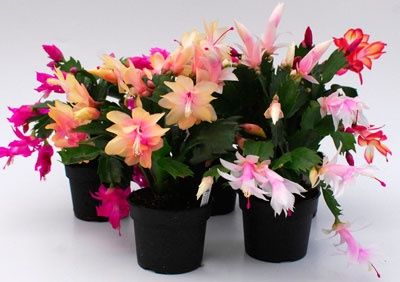 Посаженные и укоренившиеся цветы Шлюмбергеры, в наличии 3 цвета
