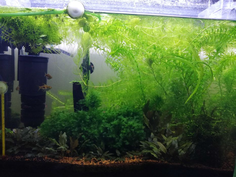 Planta acvariu easy