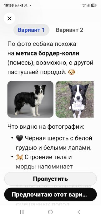 Отдам щенка кушают сами лают шустрые милые