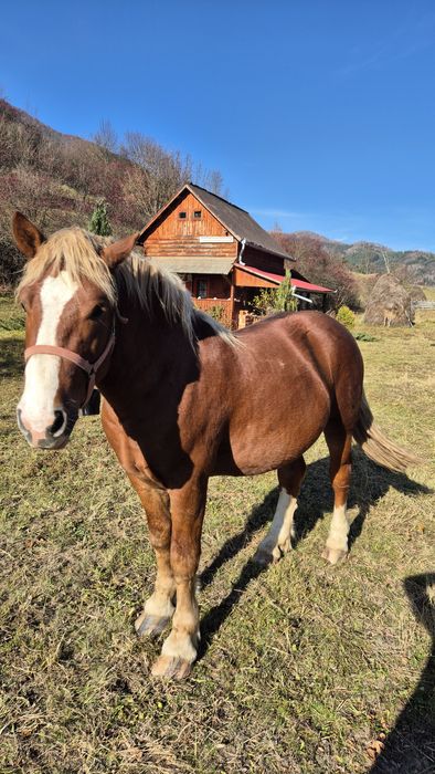 Armasar 2 ani , de vanzare