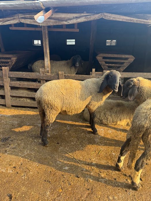 Berbec carabas bulgăresc