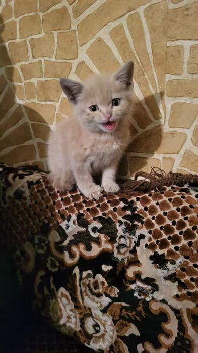 Котята в добрые руки!