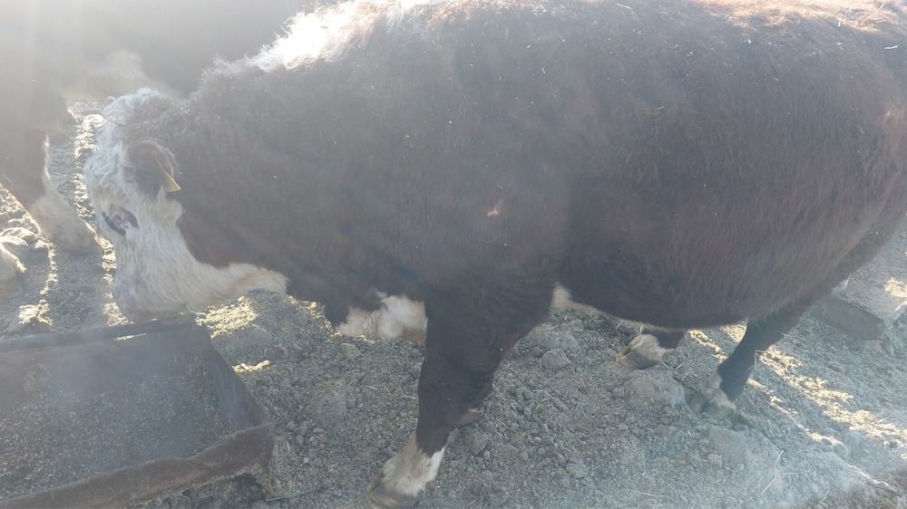 Продажа или обмен поеменных быков