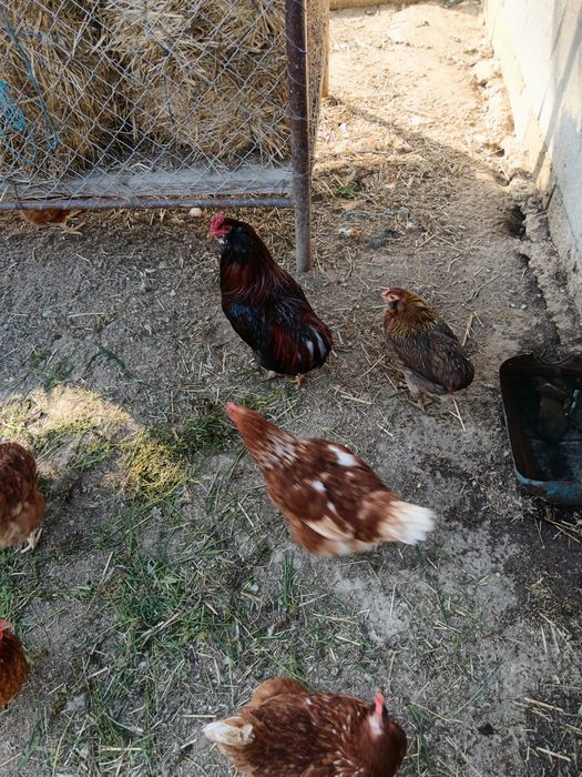 Vând găină și cocoș rasa Arauncana