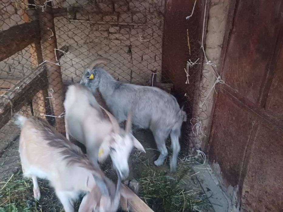 З бас ешкі сатылады