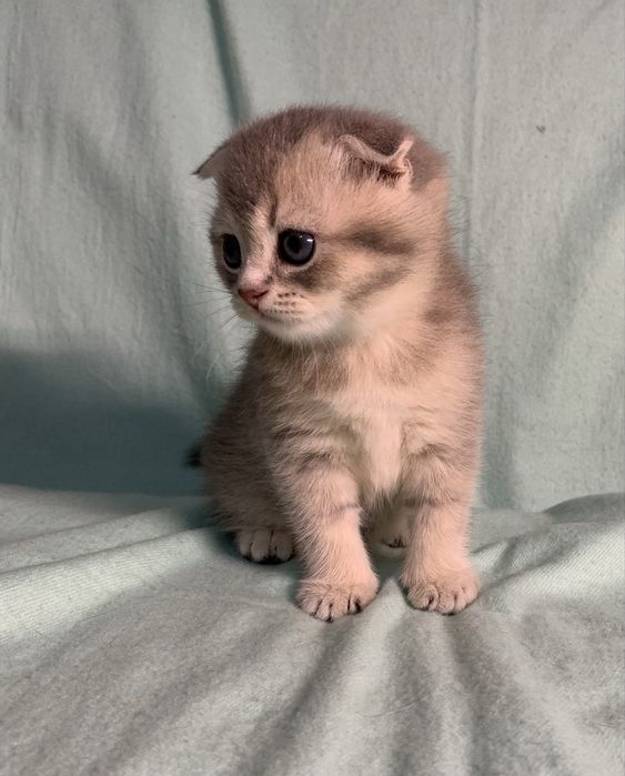 Кошечка шотландская