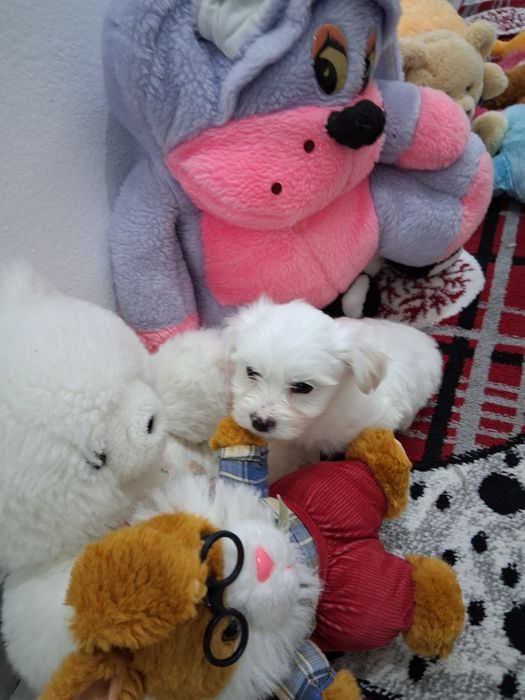 Vind cătel bichon rasa mică