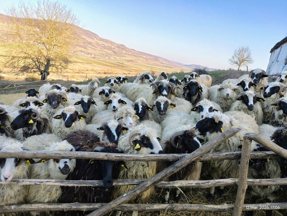 Oi , cârlani 50 bucăți