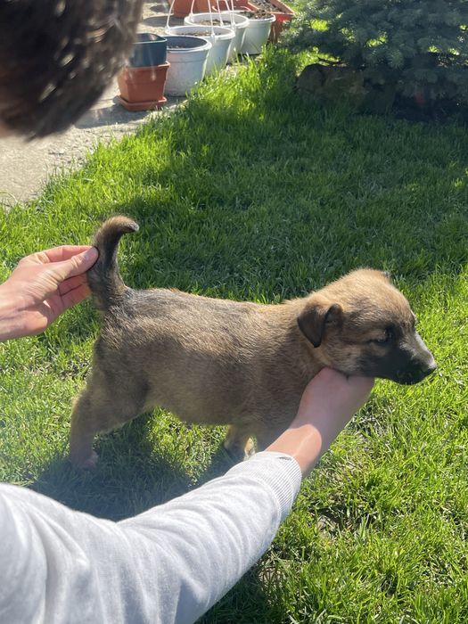 Pui lup belgian (malinois)