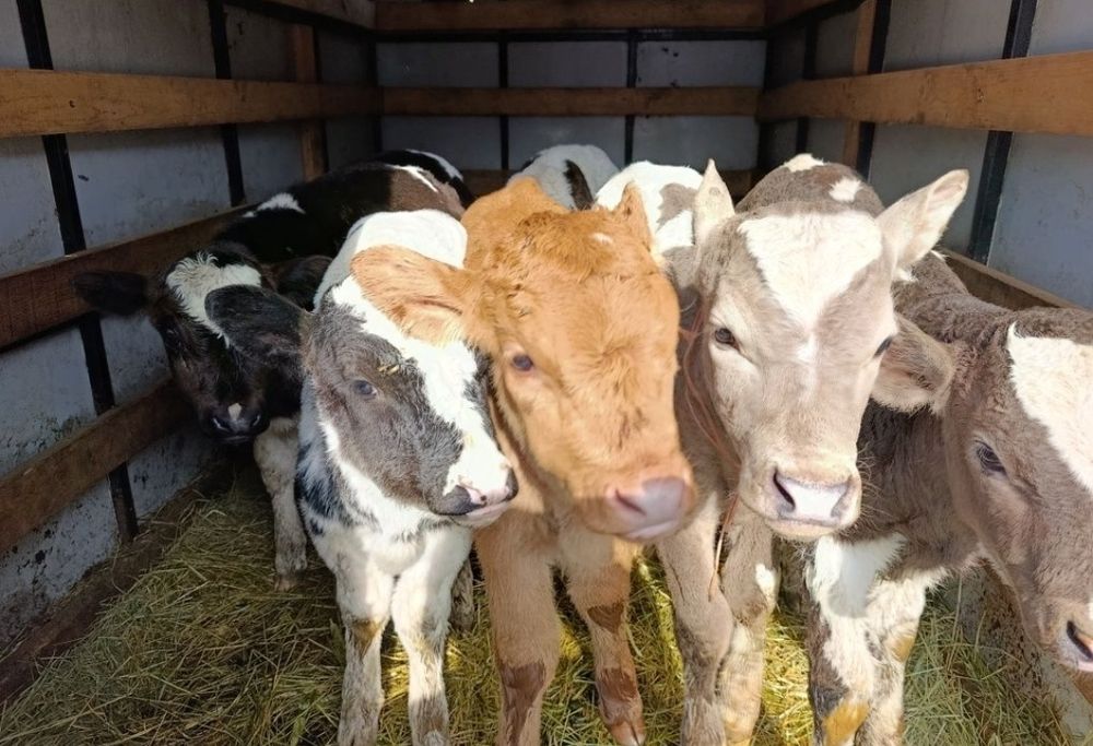 Бычки телята продам