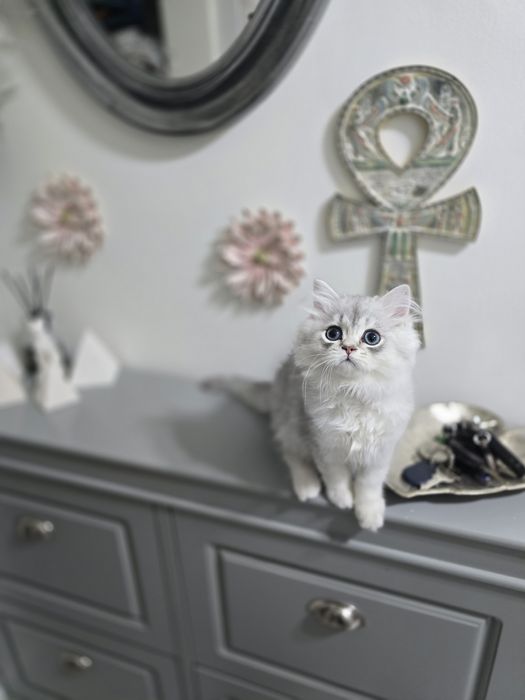 Pui pisică british longhair