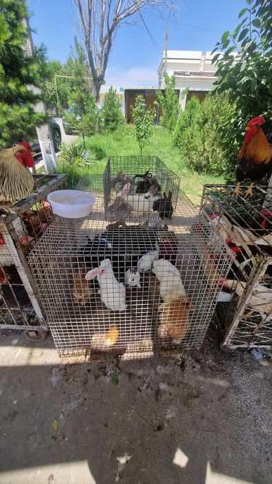 Sergili dehqon bozorida parrandalar sotiladi