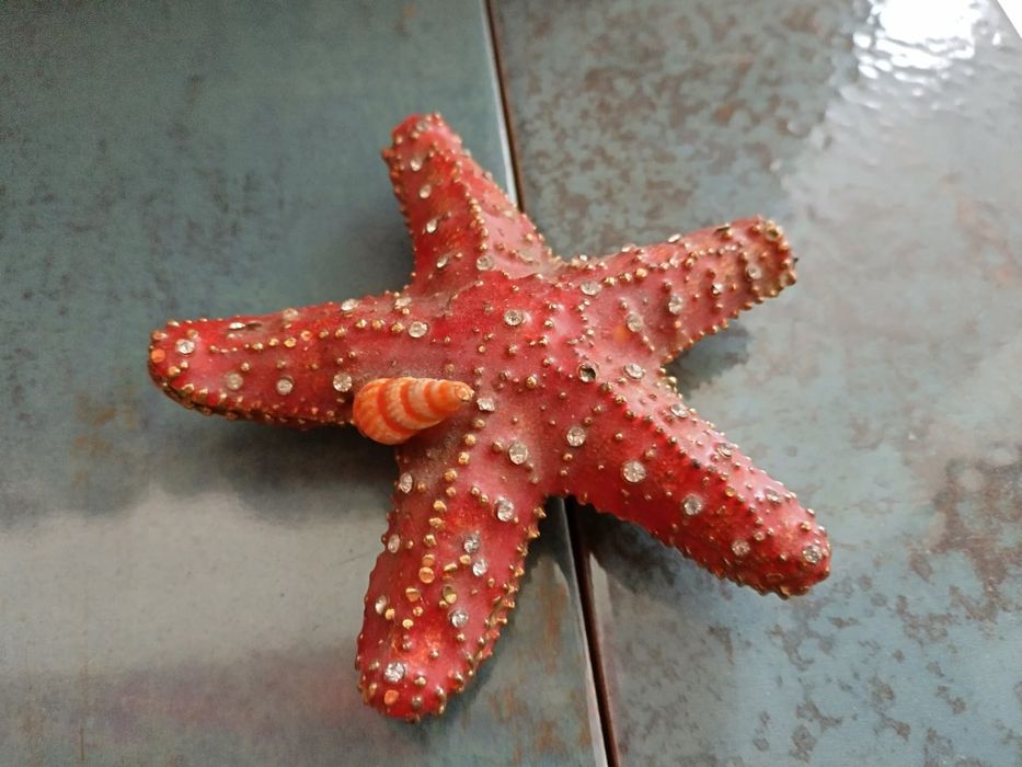 Сувенир Морска звезда от Австралия