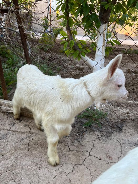 Сауынды тоқал ешкі, лағымен