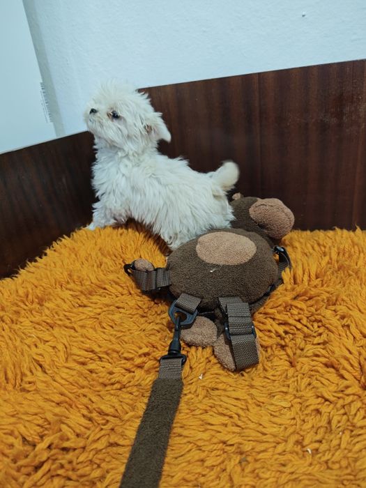 Мини Малтийска болонка