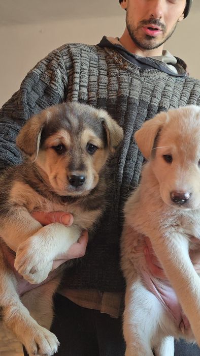 Отдам щенков от крупной