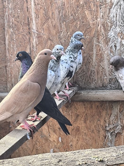 Продаются мрамарные бакинцы