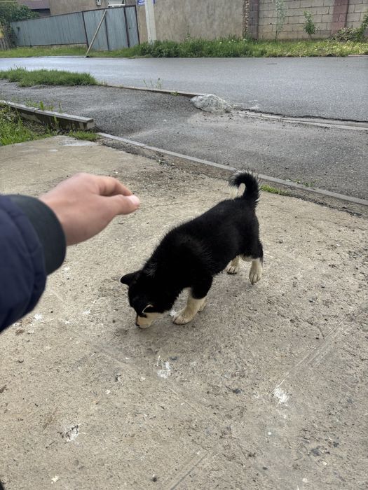 Щенок хаски полтора месяца