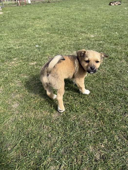 DONEZ căței, talie mică, mai sunt 2