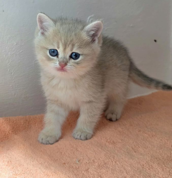 КотЯта ОчаРоваШки БриТашкИ