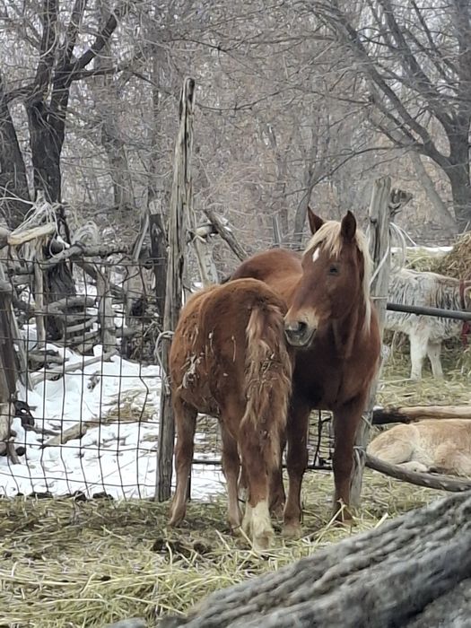 Продам  кобылу жеребую с кобылешкой