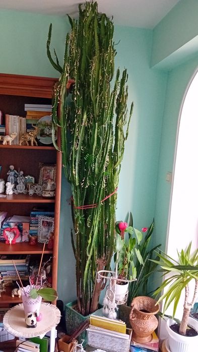 Голям кактус дърво