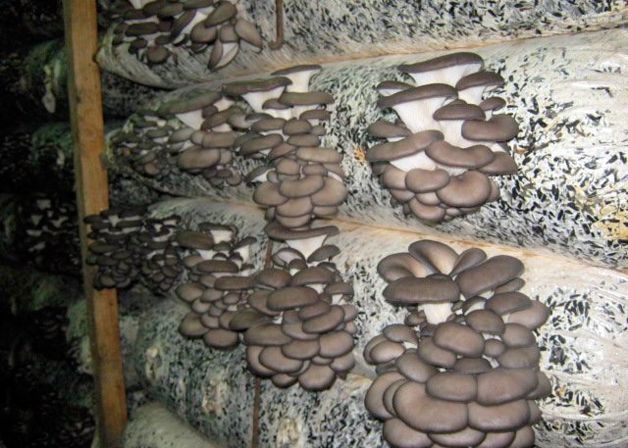 Продаётся грибы вешенка