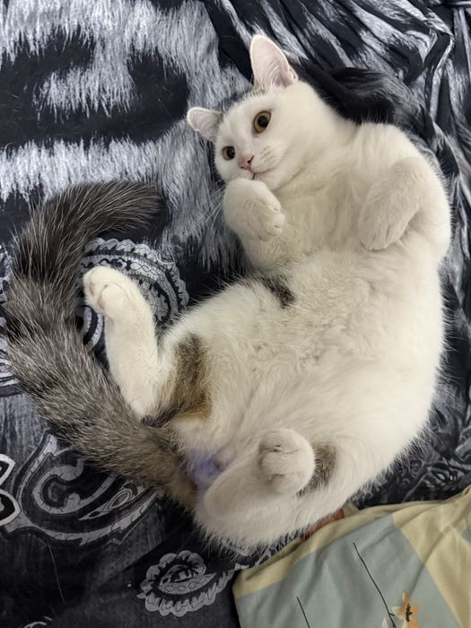 Отдам котика в добрые руки