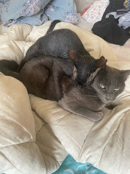 Отдам кошку в добрые руки!