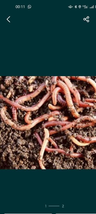 Биогумус,черви продам