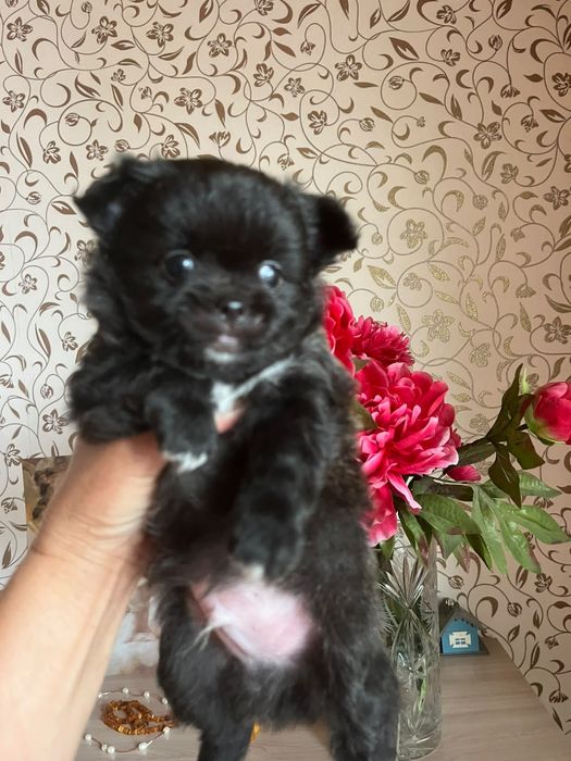 Помчи щенки готовы к переезду