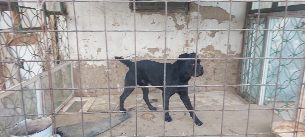 Итальянская собака Кане Корсо