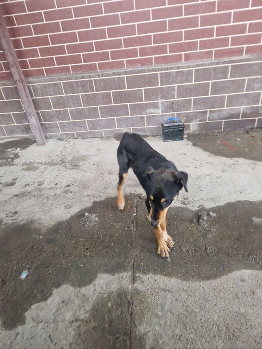 Одам сабаку даром  доберман