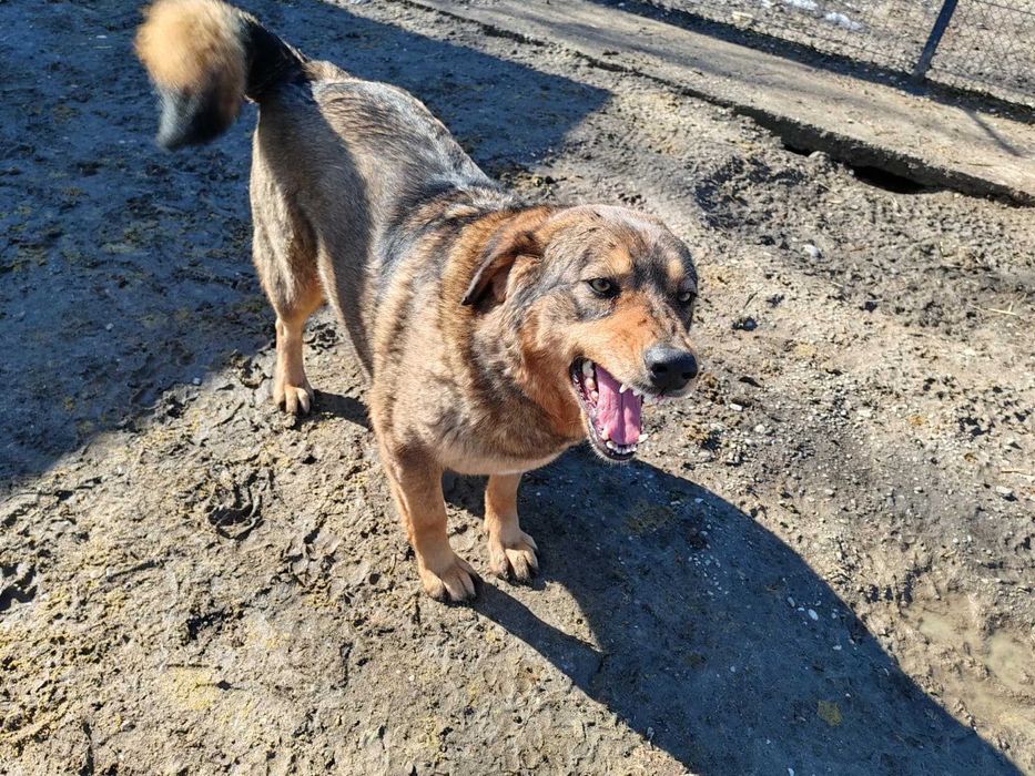 Daisy – cățelușă adorabilă de 4 ani își caută familie