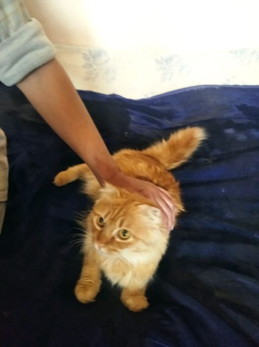 Кошки в добрые руки