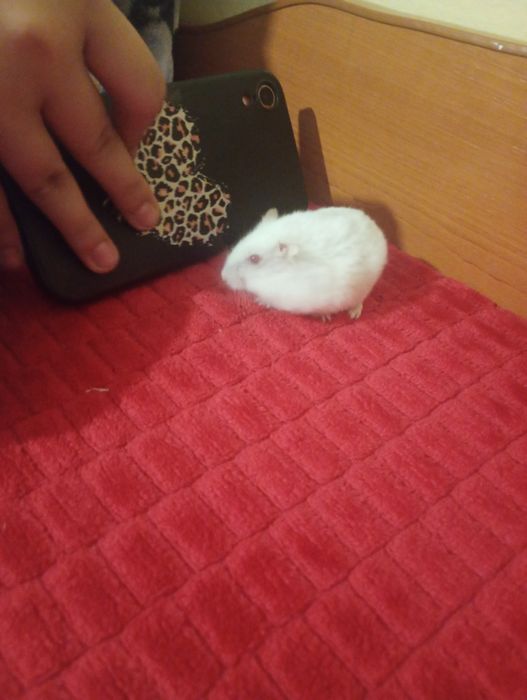 Hamster de vânzare