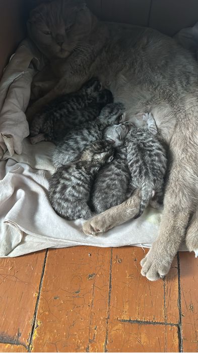 Котята вислоухие