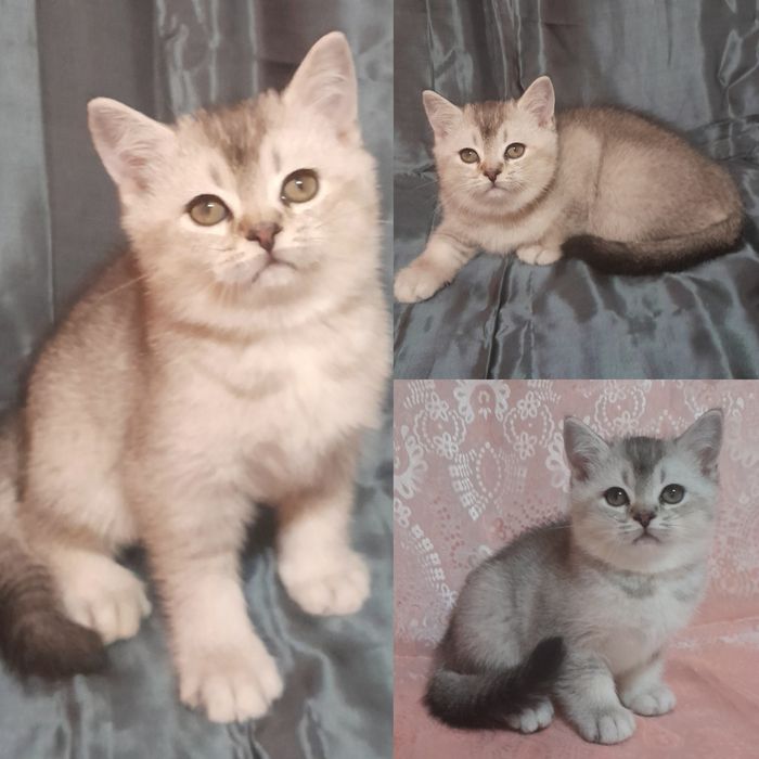 Продаются шикарные котята скотишстрайт,шиншилла.Цены разные на котят.