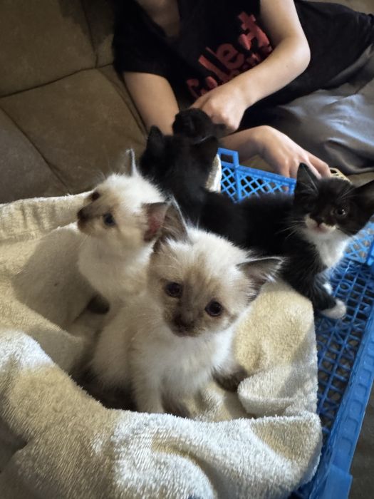 Ищем дом для котят