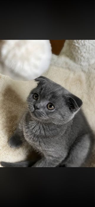 шотландски клепоухи и британски котенца