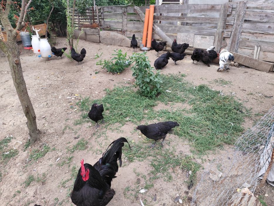 Vând găini Australorp