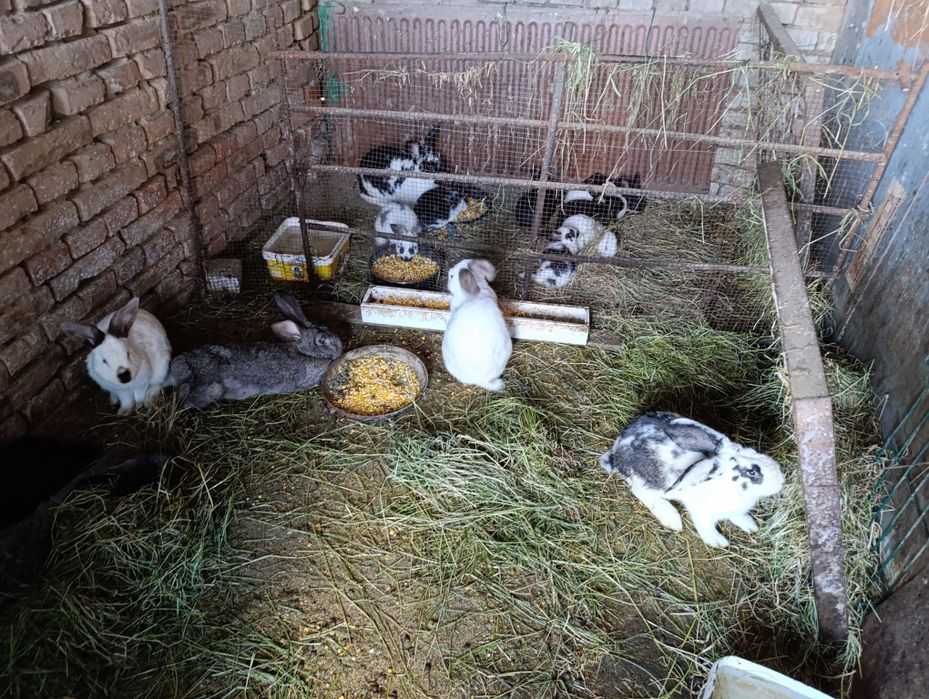 Зайци различни възрасти