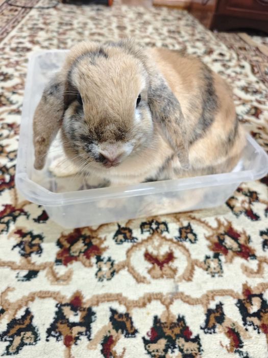 Quyon sotiladi baran