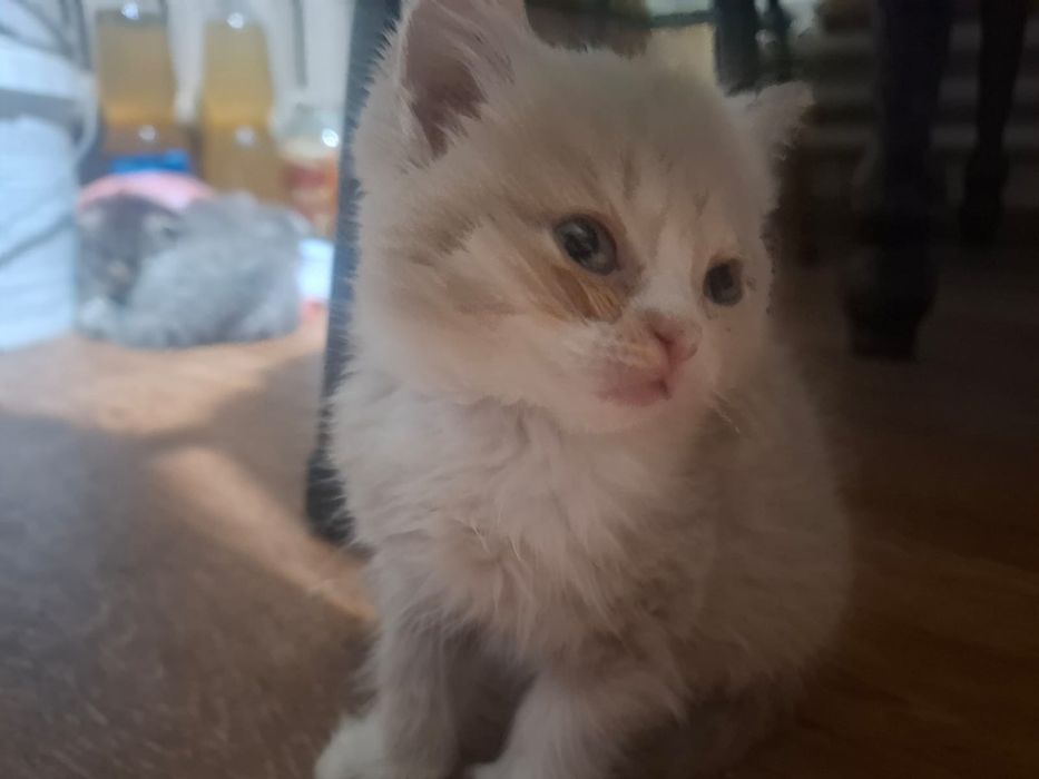 Котята девочки, вислоухие