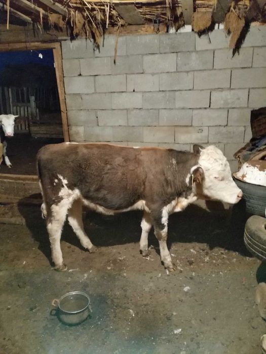 Бука сатылады 1.5 жас